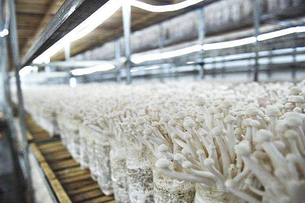 出口波黑一化工企業(yè)用單臺(tái)4噸燃?xì)庹羝仩t